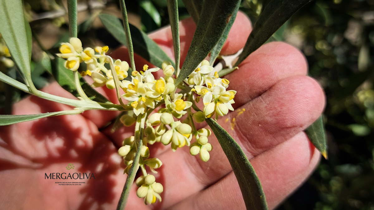 trama y flor del olivo
